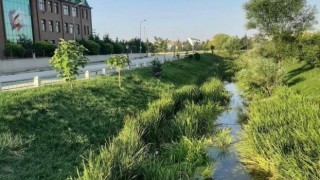 Su kesintisi yapılan deredeki onlarca balık telef oldu