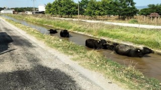 Sulama kanalına giren büyükbaş hayvanları itfaiye kurtardı