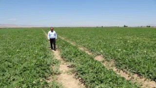 Sultansuyunda karpuz ve kavun hasadı için gün sayılıyor
