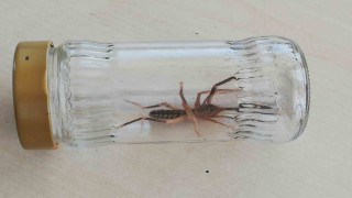 Sungurluda “sarıkız” örümceği paniği