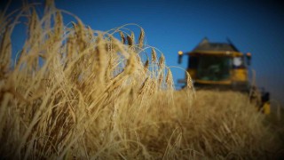 Tahıl ambarı Konya Ovasında arpa hasadı başladı