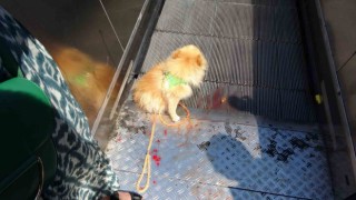 Taksimde köpek yürüyen merdivene sıkıştı