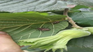 Tarım Müdürlüğünden fındıkta kokarca artışı uyarısı