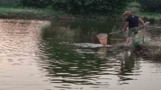 Tarlada 100 bin aynalı sazan üretimine başladı