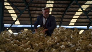 Taşköprü Sarımsağı pazara indi: 20 ile 45 TL arasında alıcı buluyor