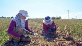 Taşköprü sarımsağı yetiştirilen tarlalarda okul harçlığı mesaisi