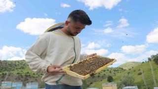 Tescilli Zara Balında rekoltede düşüş bekleniyor