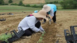 Tıbbi aromatik bitki yetiştiriciliğinde yeni ürün: kekik