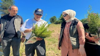 Tıbbi aromatik bitkilerin hasatı başladı