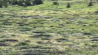 Tilkinin yiyecek arayışı