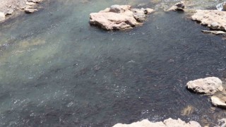 Tonlarca sazan balığı can çekişiyor
