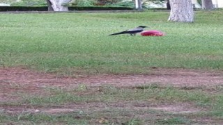 Karga top cambazı çıktı görenler şaşırdı