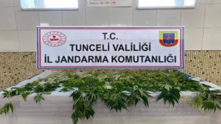 Tuncelide 227 kök kenevir ele geçirildi