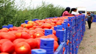 Turfanda domateste hasat sürüyor, 115 bin ton rekolte bekleniyor