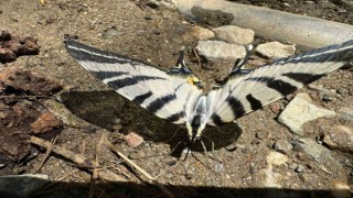 Türkiyede nadir görülen zebra kırlangıç kuyruklu kelebek Aydında görüntülendi