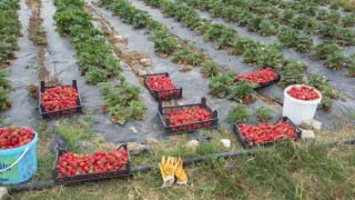 Üreticilere 118 bin çilek fidesi dağıtıldı