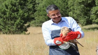 Vali Çelik, tedavisi yapılan Kızıl şahini doğaya bıraktı