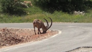 Yaban keçileri tuz için karayoluna iniyor