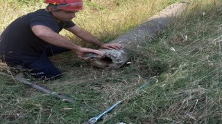 Yalovada boru içinde mahsur kalan kaplumbağa kurtarıldı