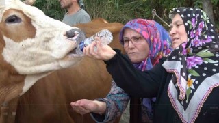 Yalovada susuz kalan köylü yol kapattı, pet şişeyle ineklerine su içirdi