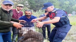 Yaralı ayı yavrusuna jandarma sahip çıktı