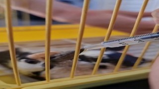 Yaralı bulduğu Kaz Gölü misafirini tedavi ettirdi