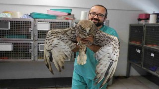 Yaralı halde bulunan yabani hayvanlara Denizli Büyükşehir Belediyesi sahip çıktı