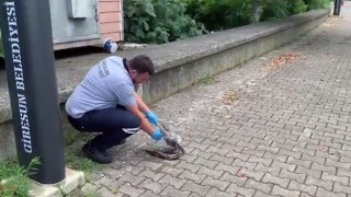 Yaralı martının imdadına belediye ekipleri yetişti