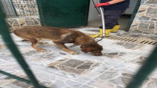 Yaylada ölüme terk edilen köpekler koruma altına alındı