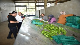 Yenişehir biberi yeni yatırımlarla dünyaya pazarlanıyor