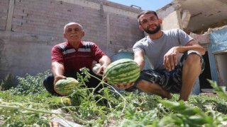 Yıkılan evin enkaz yerinde karpuz çıktı