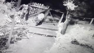 Yiyecek arayan domuz bahçe kapısını böyle kırdı