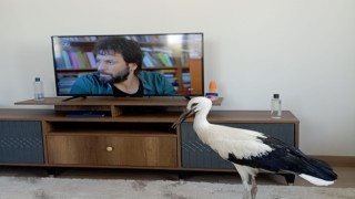 Yuvasından düşen leylek elektrik kesilerek yerine bırakıldı