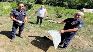 Zehirli yılanı eliyle yakalayıp pet şişeye böyle koydu