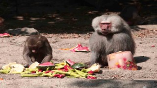 Zooparkta 40 derece sıcakta buzlu meyve keyfi