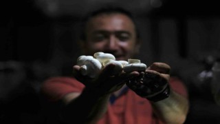 1200 rakımda günde 200 kilogram mantar üretiyor