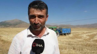 Adana'da buğday hasadı başladı yüzler gülüyor