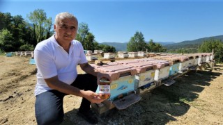 36 yıllık ilçenin ilk coğrafi işaretli ürünü ‘Yenice Ihlamur Balı oldu
