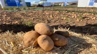 90 çeşit patates fuarda görücüye çıktı