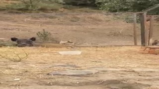 Aç kalan domuzların şehir merkezine indiği anlar kamerada