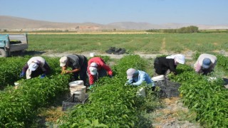 Adabağda üretilen organik ürünler tarladan direkt halka ulaşıyor