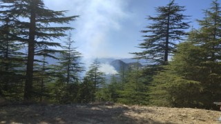 Adana Fekedeki orman yangını kontrol altına alındı