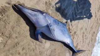 Adana Karataş Sahilinde Ölü Yunus Balığı Bulundu