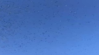 Adana’da leyleklerin göç dansı görsel şölene dönüştü