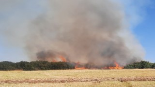 Afyonkarahisarda dün yaşanan orman yangınında bilanço ortaya çıktı
