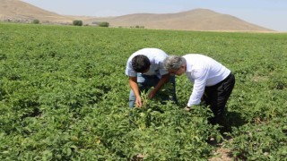 Ağrıda patates üreticilerine destek