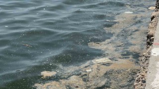 Mersin Körfezi'nde plastik atık tehdidi: Kilometreye 8 milyon atık