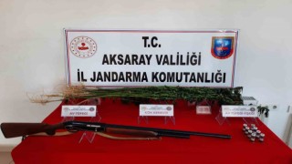 Aksarayda kenevir yetiştiren şüpheli gözaltına alındı