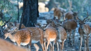 Alageyikte tüm zamanların en yüksek yavru sayısına ulaşıldı