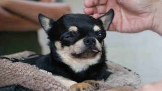 Almanyada tedavi edilemeyen Rocky isimli köpek şifayı Diyarbakırda buldu